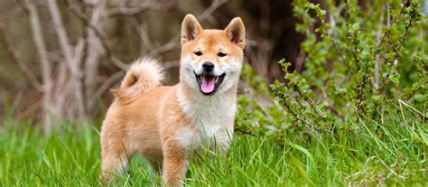 Shiba Inu Colors - NorCal Shiba