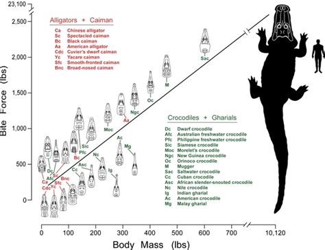 Animal Bite Force List - Analysis Of The Bite Force And Mechanical Design Of The Feeding ...