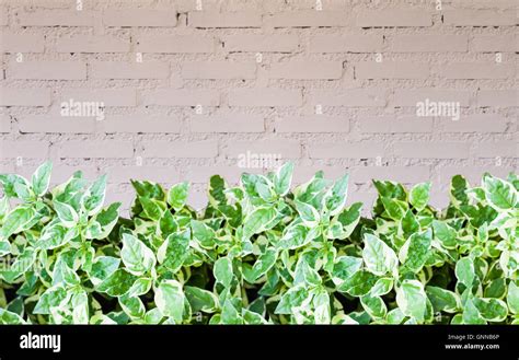 Green plant with brick wall decorated in coffee shop Stock Photo - Alamy