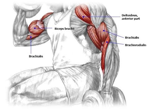 The Complete Biceps Training Guide For Maximum Arms Development ...