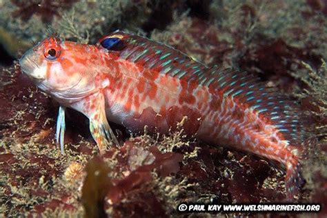 An idiots guide to U.K. blenny species.