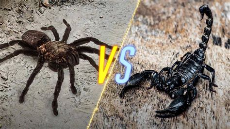 Tarantula VS Scorpion - YouTube