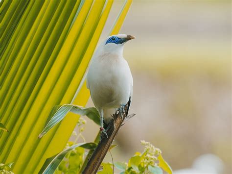 Sustainable Bali Starling Conservation through Local Community - Begawan