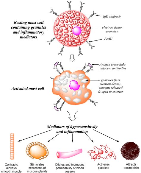 Antibodies | Free Full-Text | IgE and Drug Allergy: Antibody Recognition of ‘Small’ Molecules of ...