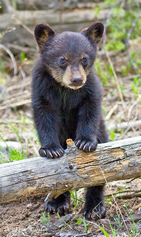 Black Bear Spring Cub, Yellowstone National Park, Wyoming | Black ...