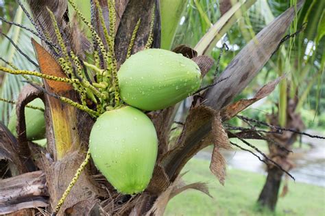 green coconut at tree 9565190 Stock Photo at Vecteezy