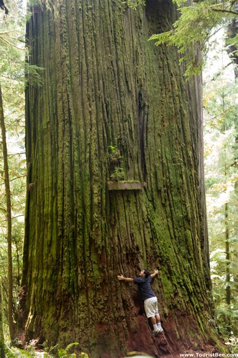 Jedediah Smith Redwoods State Park - The huge trunk of the Boyscout Tree is a great example of ...