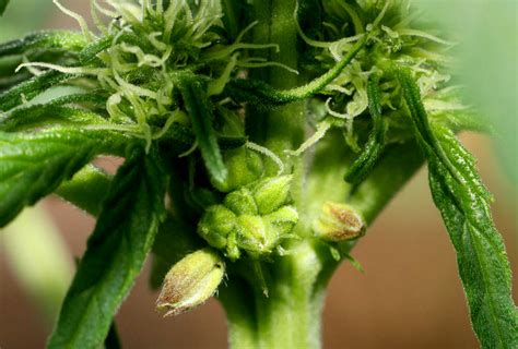 Male Weed Plant Explained: Is It Worth Cultivating? | The Seed Pharm