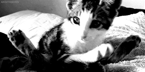 And....Stretch! - a charming kitty GIF