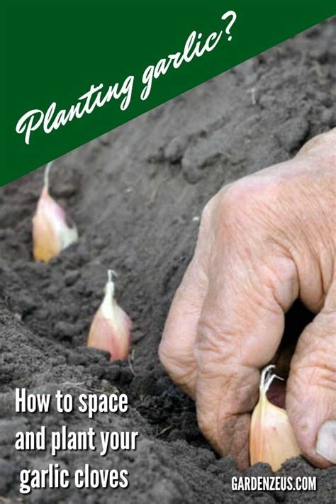 Spacing and Harvest Timelines for Softneck Garden Garlic | Organic ...