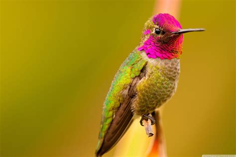 Hummingbird Wallpapers - Top Free Hummingbird Backgrounds - WallpaperAccess