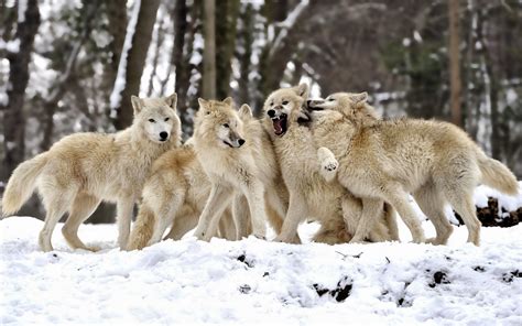 Wolf: Hybridization with dogs and other Canis