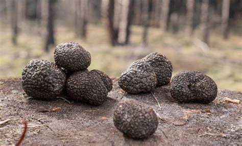 All About Black Truffles | D'Artagnan