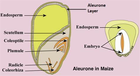 Cotyledon of maize grain is called as(A) Plumule(B) Coleorhiza(C) Coleoptile(D) Scutellum