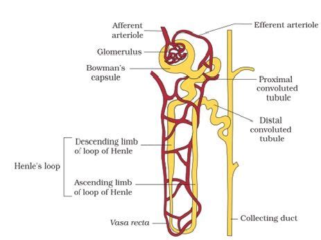 Google Search | Excretory system, Biology diagrams, Basic anatomy and physiology