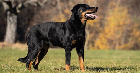 Beauceron vs Doberman: Are They Different? - A-Z Animals