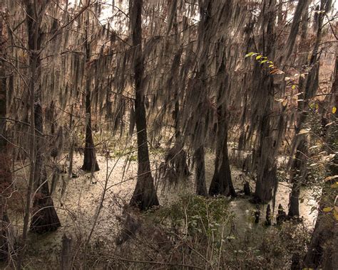 Phinizy Swamp Nature Park #1 Photograph by Paul Cannon - Fine Art America