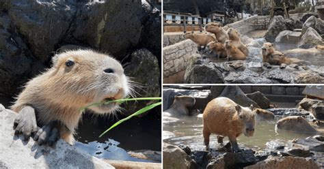 This zoo in Japan has a capybara onsen!