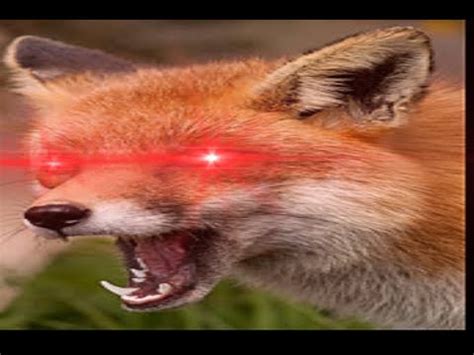 Absolutely Mental Fox Screaming at 12AM - YouTube