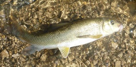 Manitoba Fish Species on the Fly: August 2013