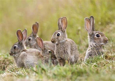 Releasing a virus against rabbits at the wrong time can make them immune | UNSW Newsroom