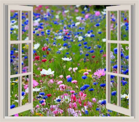 Wild Flowers Window Frame View Free Stock Photo - Public Domain Pictures