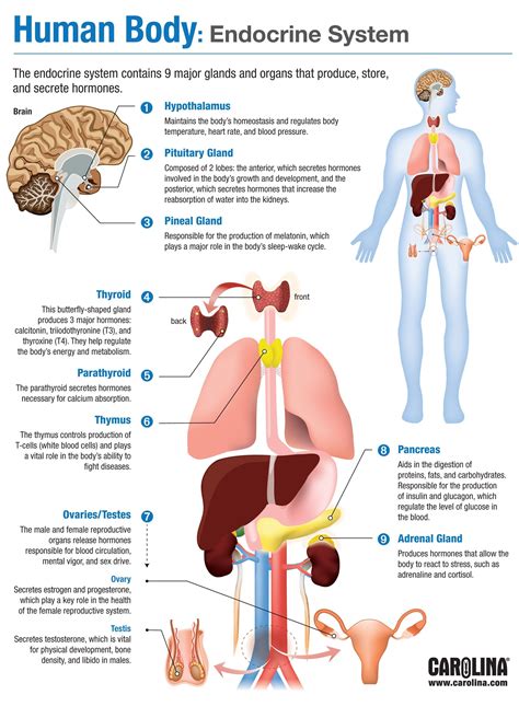 Human Body: Endocrine System #medschool #doctor #medicalstudent #medicalschool #resources #ste ...