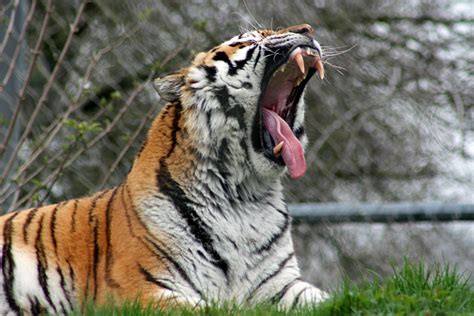 Tiger roar by smevstock on DeviantArt