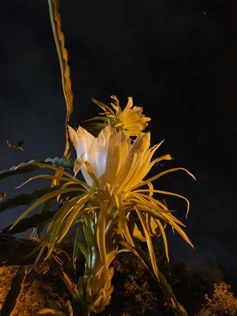 Night Lady pitaya flower stock image. Image of yellow - 213650691