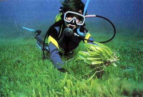 California joins global assault on killer seaweed / Europeans provide ...