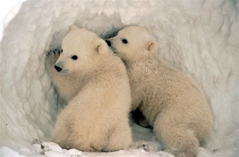 Polar bear cubs. | Cubs emerge from their den in the spring … | Flickr