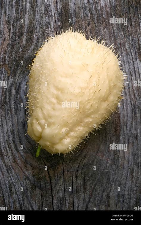 The chayote (Sechium edule), fruit varieties thorny. Vegetable native to south america Stock ...