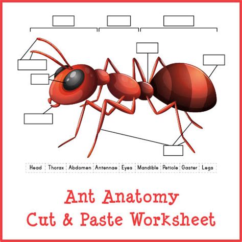 Ant Anatomy Cut & Paste Worksheet - Gift of Curiosity