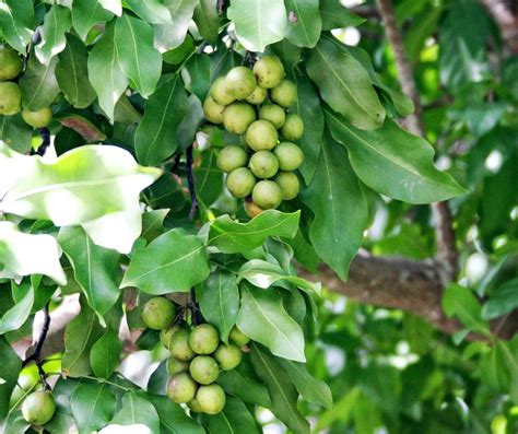 Mamoncillo Tree Spanish Lime Tree Guinep Plant Enjoy A - Etsy Israel