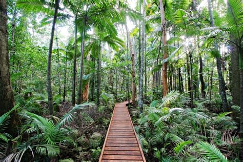 Discover the Gardens - Cairns Botanical Gardens Regional Council | Botanical gardens, Cairns ...