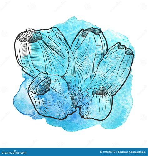 Barnacle Cartoons, Illustrations & Vector Stock Images - 336 Pictures to download from ...