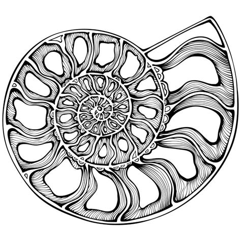 Fossil ammonite line art stock illustration. Illustration of design ...