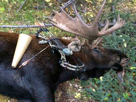 Moose Hunting Tips for the Novice and the Seasoned Hunter