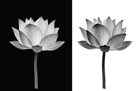 Floral Wall Art Lotus Flower on Black and White Floral Photo Print - Asian - Prints And Posters ...