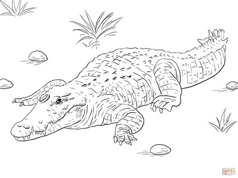 African Nile Crocodile coloring page | Free Printable Coloring Pages