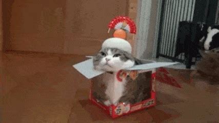 Cat Box GIFs - Find & Share on GIPHY