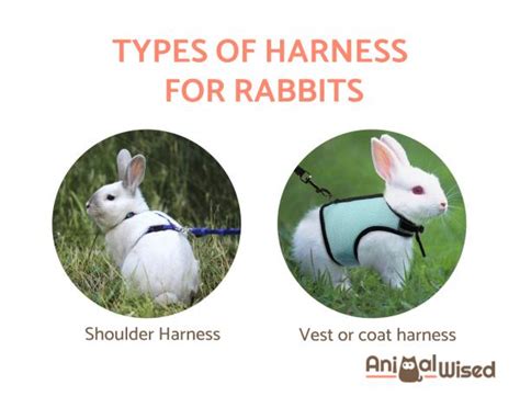 Harness for Rabbits - How to Choose the Best Harness for Your Rabbit