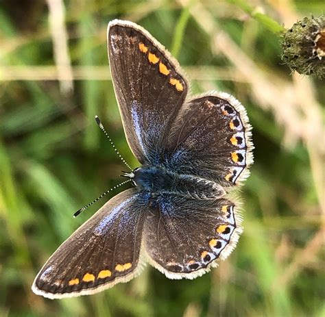 Common Blue Dorchester | Dorset Butterflies