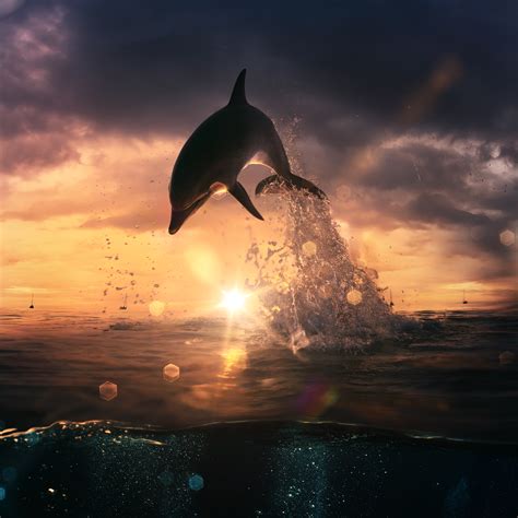 Download Animal Dolphin Image