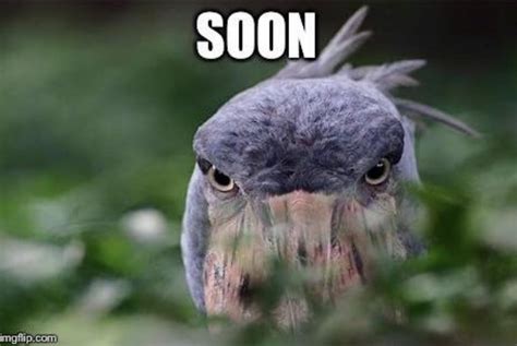 When are the new shoebill memes coming?! : ShoebillStorks