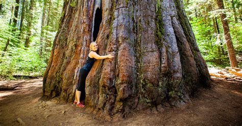 Should You Visit Sequoia or Redwood National Park? - Scenic States