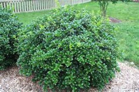 Dwarf Burford Holly Shrub 1 Gallon New Healthy Hedge Plant | Etsy