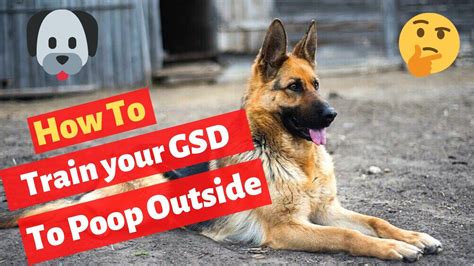 German Shepherd Poop Training | Effective GSD Potty Training Tips - YouTube