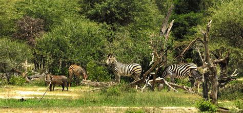 Climate Change in Namibia Part 3: National Actions