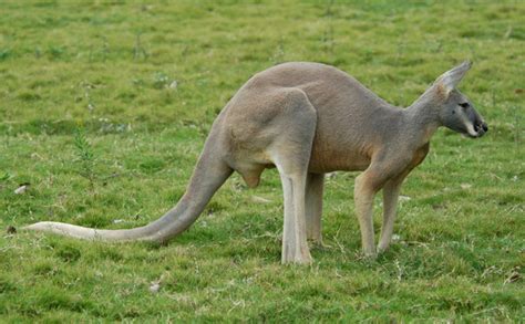 ADW: Macropus rufus: PICTURES